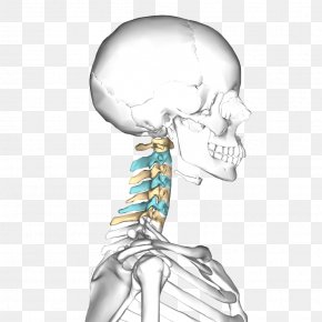 Axis Cervical Vertebrae Human Vertebral Column Atlas, PNG, 2400x1630px ...