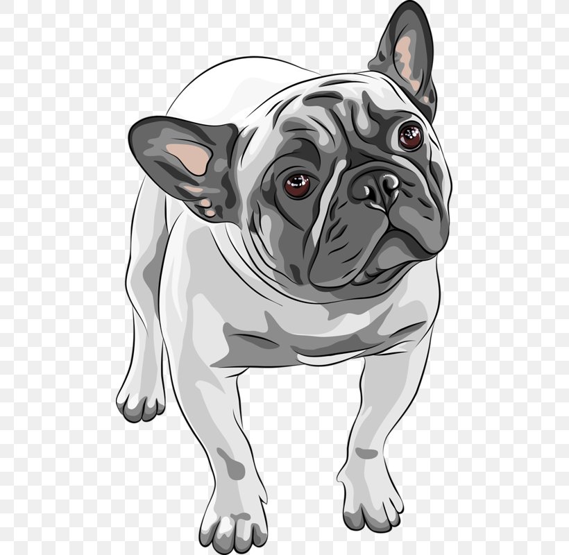 French Bulldog Stock Photography Clip Art, PNG, 485x800px, French Bulldog, American Bulldog, Black And White, Bulldog, Bulldog Breeds Download Free