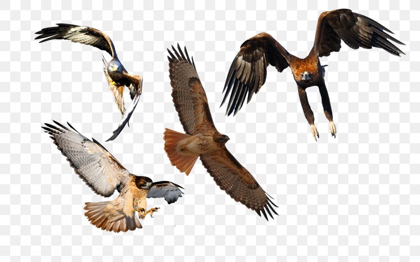 Bald Eagle Buzzard Hawk Vulture, PNG, 1247x780px, Bald Eagle, Accipitriformes, Beak, Bird, Bird Of Prey Download Free