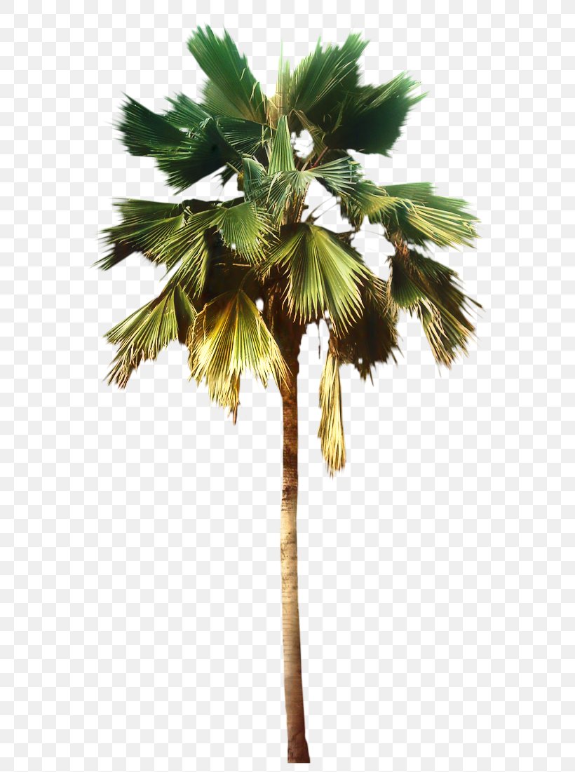 Coconut Tree Cartoon, PNG, 603x1101px, Palm Trees, Areca Palm, Arecales, Bed, Bedroom Download Free