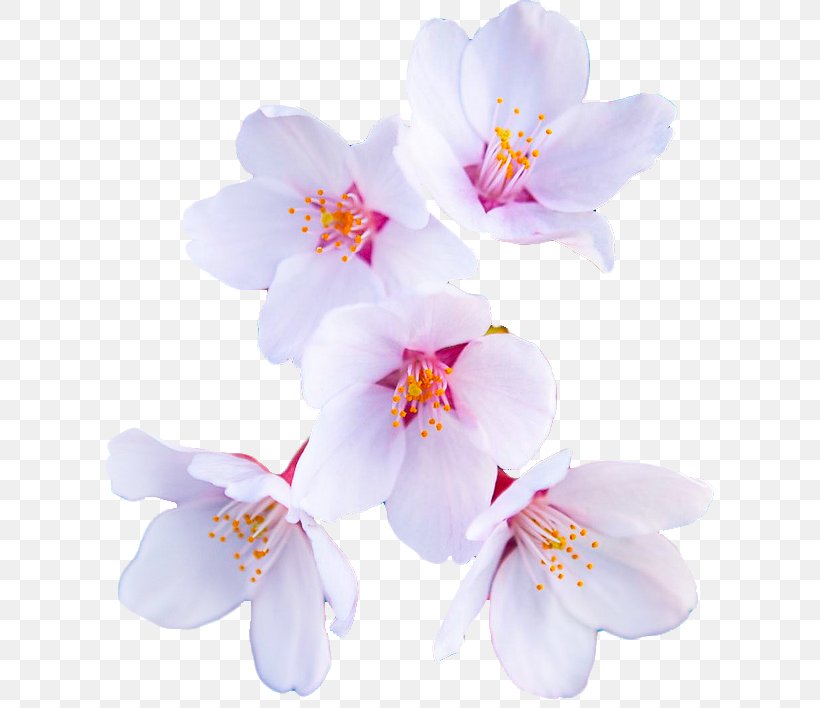 Editing Flower We Heart It Sticker, PNG, 609x708px, Editing, Advertising, Blossom, Branch, Cherry Blossom Download Free