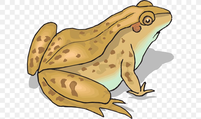 Frog And Toad Amphibian Clip Art, PNG, 600x486px, Frog, Amphibian, Cane Toad, Cartoon, Drawing Download Free
