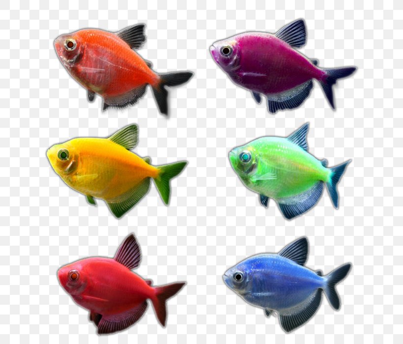 Goldfish Aquariums GloFish Tetra, PNG, 700x700px, Goldfish, Aquarium, Aquariums, Blue, Color Download Free