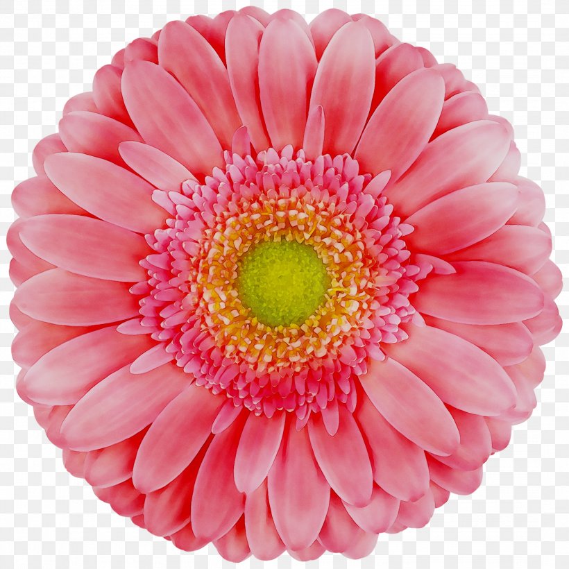 Transvaal Daisy Cut Flowers Chrysanthemum Dahlia, PNG, 2161x2161px, Transvaal Daisy, Artificial Flower, Barberton Daisy, Chrysanthemum, Cut Flowers Download Free