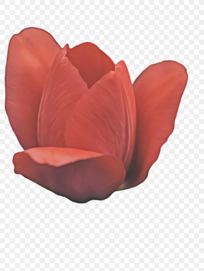 Watercolor Flower Background, PNG, 1732x2308px, Tulip, Art, Blossom, Coquelicot, Drawing Download Free