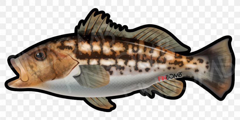 Bony Fishes Kelp Bass Sticker Decal Clip Art, PNG, 999x500px, Bony Fishes, Animal Figure, Bass, Bass Fishing, Bony Fish Download Free