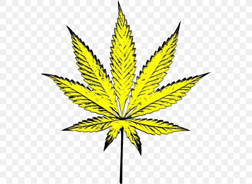 Cannabis Plant Stem Leaf Graphics Line, PNG, 552x601px, Cannabis, Flower, Flowering Plant, Hemp, Hemp Family Download Free