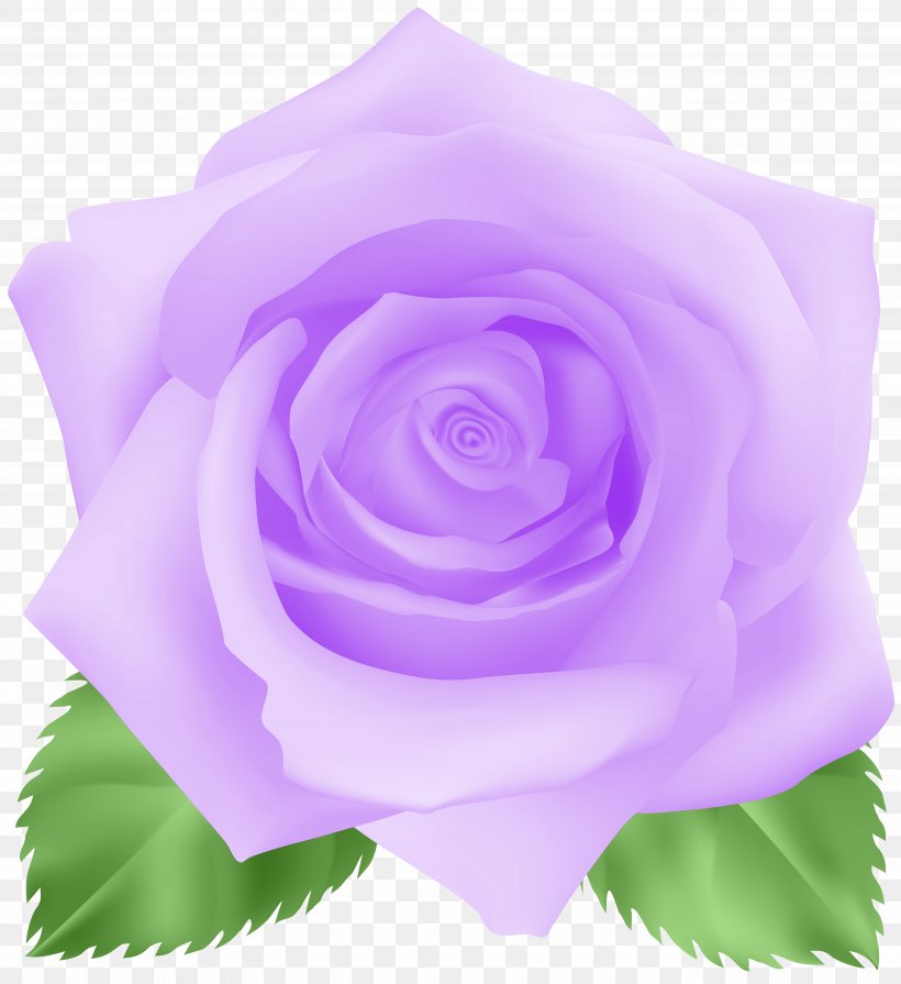 Garden Roses Cabbage Rose Floribunda Blue Rose Clip Art, PNG, 7323x8000px, Garden Roses, Blue Rose, Cabbage Rose, Cut Flowers, Floral Design Download Free