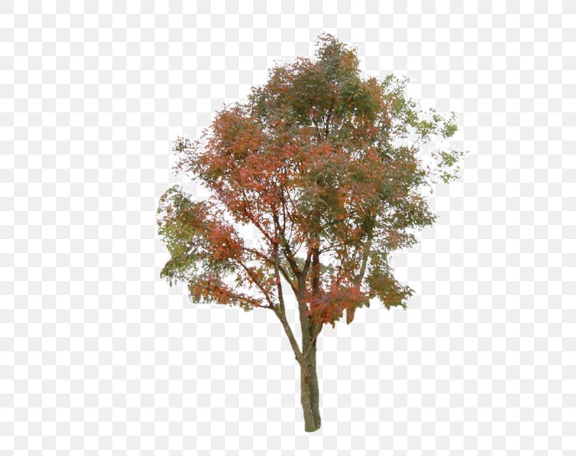 Tree Information Clip Art, PNG, 650x649px, Tree, Archive File, Autumn, Branch, Data Download Free