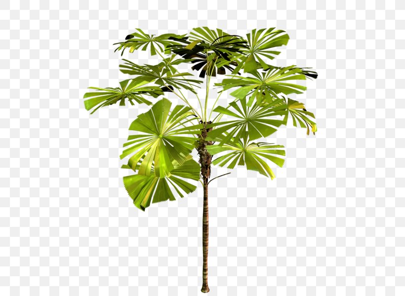 Arecaceae Tree Asian Palmyra Palm Plant Clip Art, PNG, 515x600px, Arecaceae, Arecales, Asian Palmyra Palm, Borassus, Borassus Flabellifer Download Free