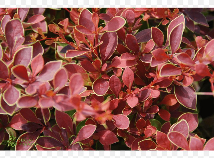 Barberry Groundcover, PNG, 1000x740px, Barberry, Barberry Family, Berberis, Groundcover, Leaf Download Free