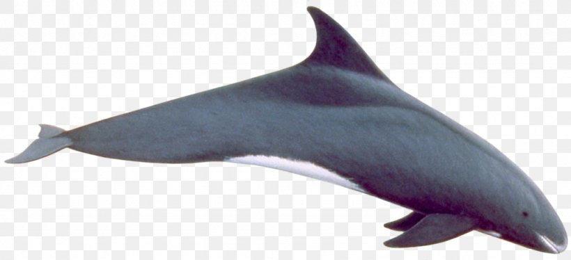 Common Bottlenose Dolphin Tucuxi Rough-toothed Dolphin Short-beaked Common Dolphin White-beaked Dolphin, PNG, 1024x468px, Common Bottlenose Dolphin, Dolphin, Fauna, Fin, Killer Whale Download Free