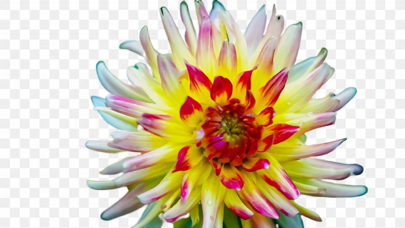 Flower Flowering Plant Petal Plant Yellow, PNG, 2668x1500px, Watercolor, Dahlia, Flower, Flowering Plant, Gazania Download Free