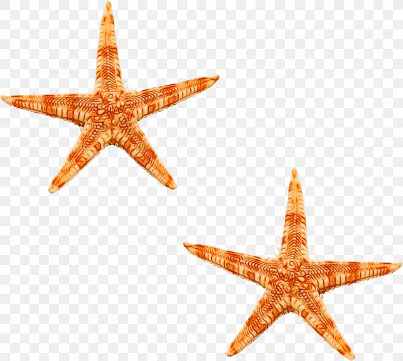 Star Background, PNG, 1293x1162px, Starfish, Gratis, Ocean, Orange, Publicity Download Free