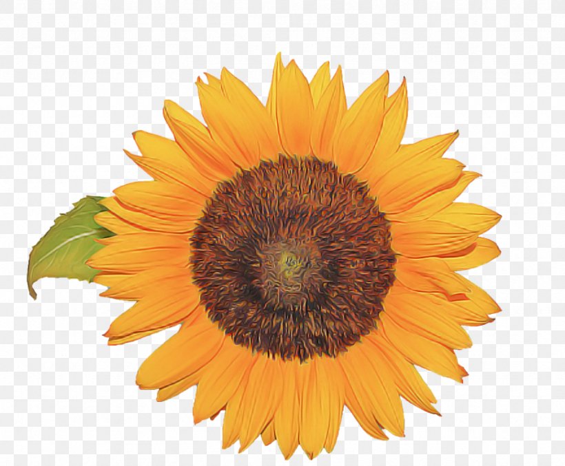 Sunflower, PNG, 871x720px, Sunflower, Asterales, Flower, Flowering Plant, Petal Download Free