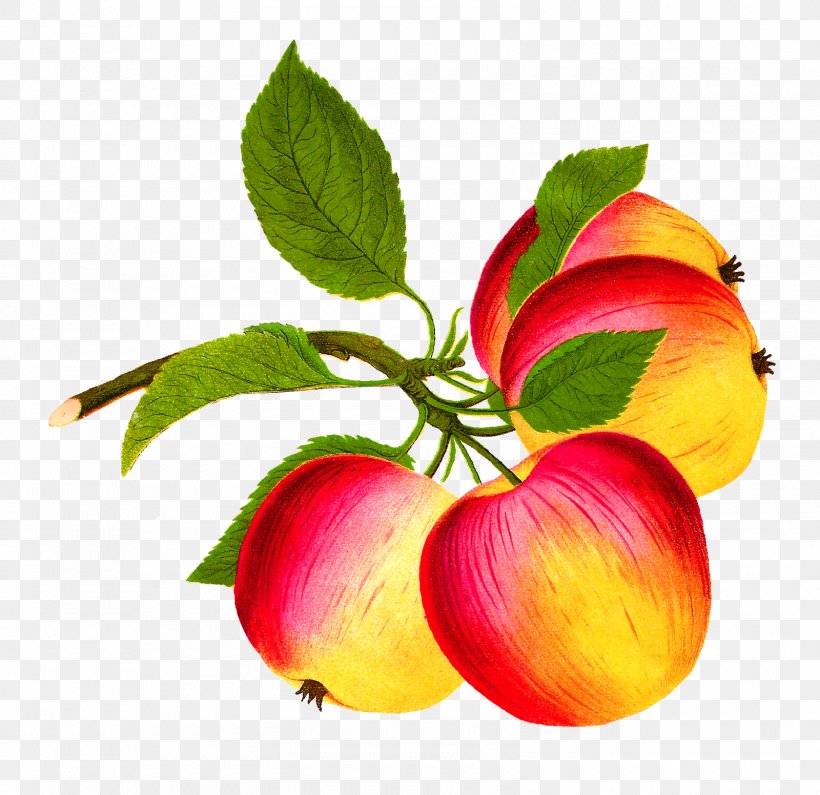 Apple Food Fruit Clip Art, PNG, 1600x1552px, Apple, Botanical Illustration, Botany, Diet Food, Food Download Free