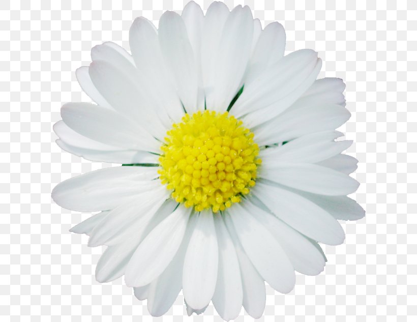Chamomile Daisy Family Oxeye Daisy Clip Art, PNG, 620x633px, Chamomile, Aster, Chamaemelum Nobile, Chrysanths, Daisy Download Free