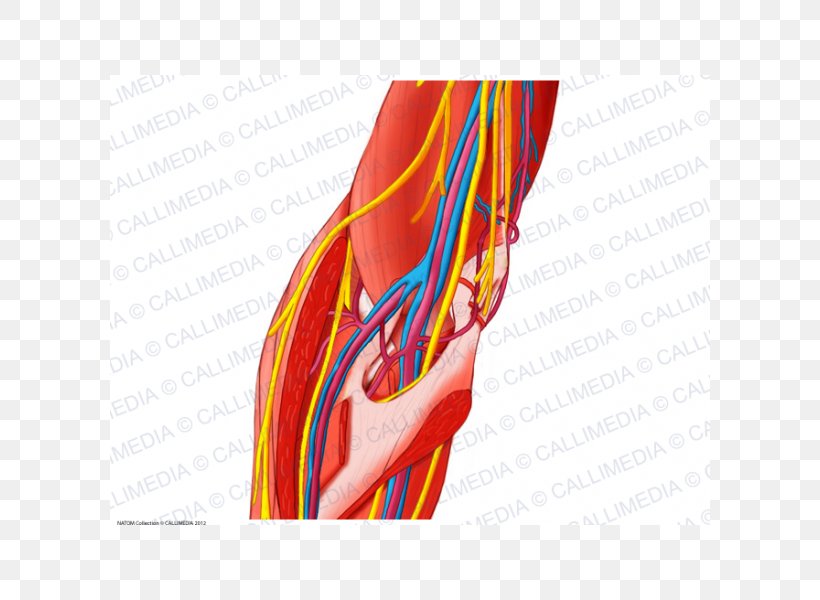 Elbow Forearm Nerve Muscle, PNG, 600x600px, Watercolor, Cartoon, Flower, Frame, Heart Download Free