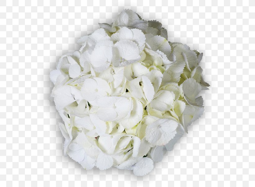 Hydrangea Cut Flowers Floral Design Flower Bouquet, PNG, 600x600px, Hydrangea, Cornales, Cut Flowers, Floral Design, Floristry Download Free