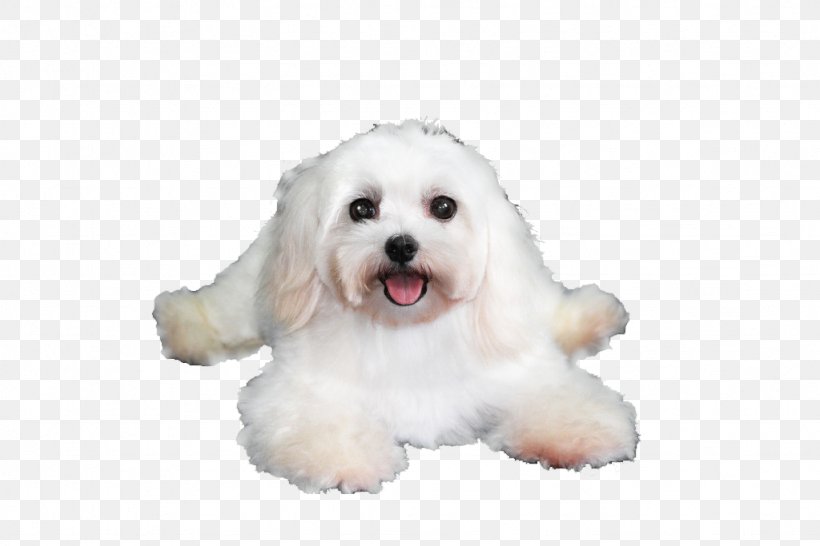 Maltese Dog Havanese Dog Coton De Tulear Bolognese Dog Bichon Frise Png 1024x6px Maltese Dog Bichon