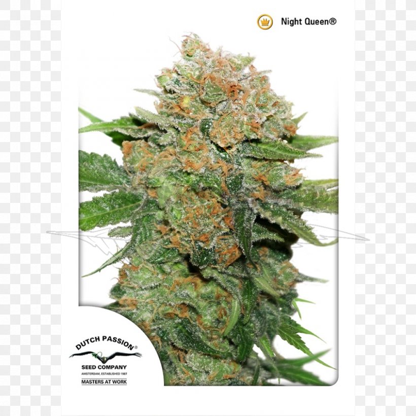 Seed Bank Kush Cannabis Dutch, PNG, 1000x1000px, Seed Bank, Autoflowering Cannabis, Cannabis, Cannabis Ruderalis, Durban Poison Download Free
