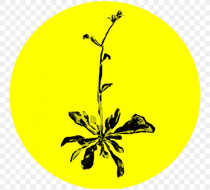 Spokane Noxious Weed Pollinator Flower, PNG, 1106x1001px, Spokane, Black And White, Branch, Flora, Flower Download Free