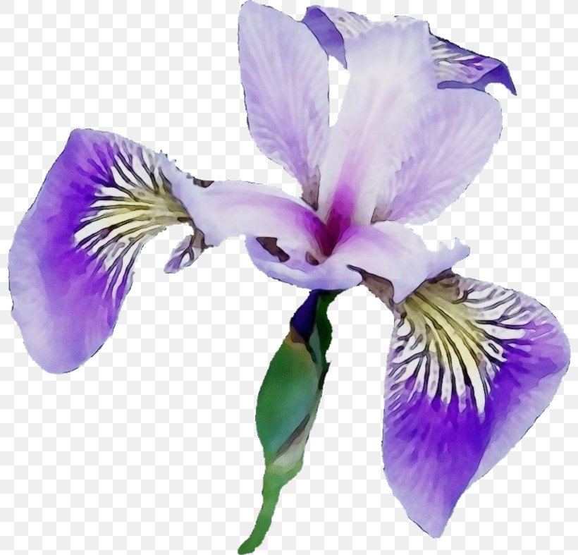 Flower Flowering Plant Petal Algerian Iris Iris Versicolor, PNG, 800x787px, Watercolor, Algerian Iris, Flower, Flowering Plant, Iris Download Free