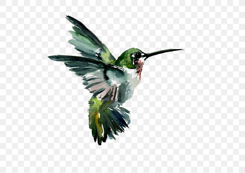 Hummingbird Watercolor Painting Drawing, PNG, 564x581px, Bird, Art, Beak, Canvas, Canvas Print Download Free