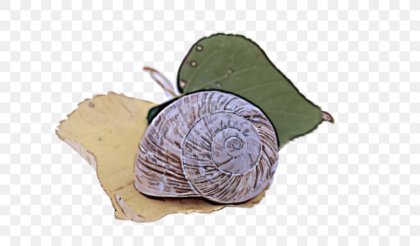Snail Cabbage Snails And Slugs Sea Snail Leaf, PNG, 720x480px, Snail, Beige, Cabbage, Leaf, Plant Download Free