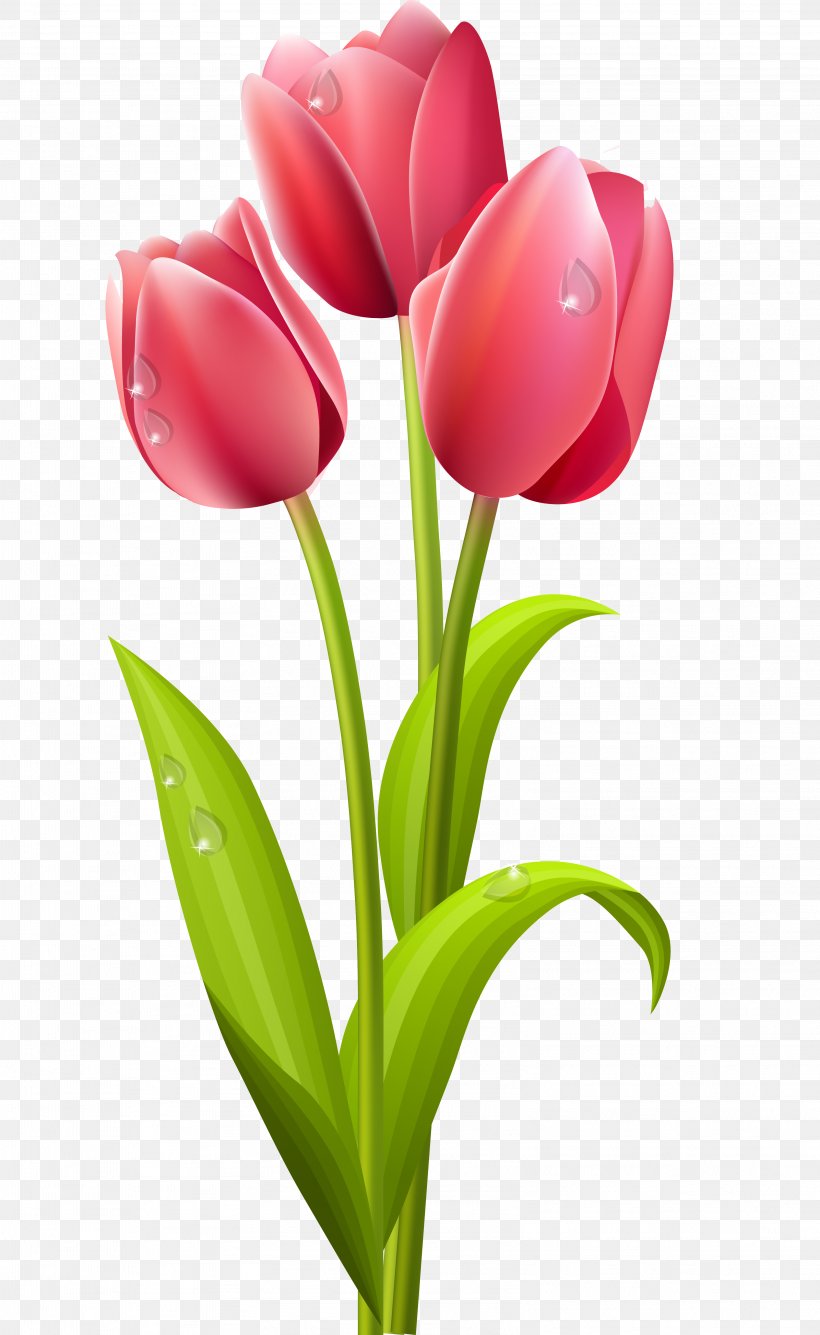 Tulip Flower Clip Art, PNG, 3211x5231px, Tulip, Art, Bud, Cut Flowers, Floral Design Download Free