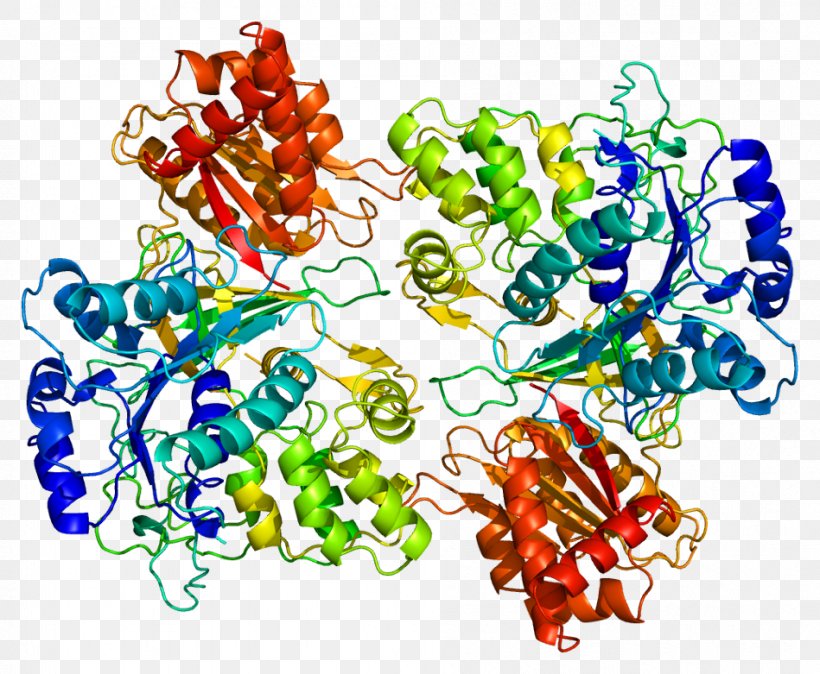 Cytochrome P450 Reductase Nicotinamide Adenine Dinucleotide Phosphate Enzyme, PNG, 949x781px, Cytochrome P450, Art, Body Jewelry, Cytochrome, Cytochrome F Download Free
