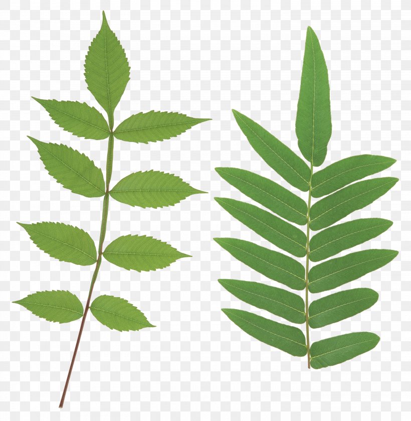 Leaf Clip Art, PNG, 3040x3112px, Leaf, Blog, Curry Tree, Herbalism, Plant Download Free