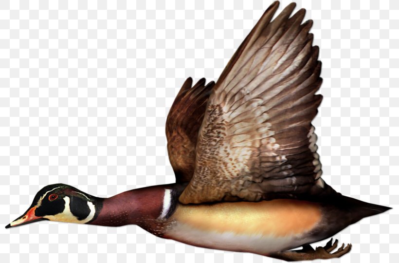 Mallard Duck Bird Goose Flight, PNG, 800x540px, Mallard, Animal, Beak, Bird, Bird Flight Download Free