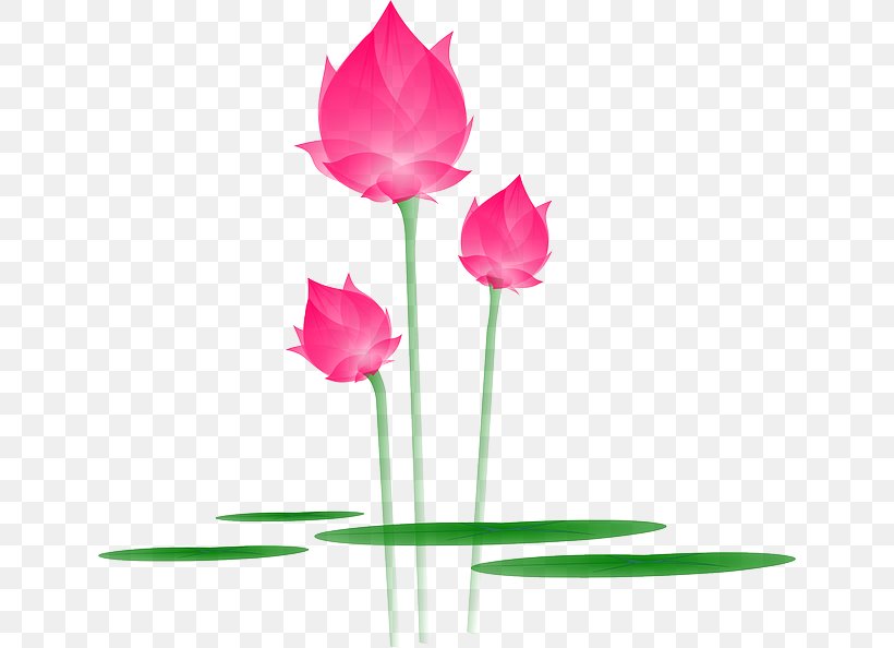 Nelumbo Nucifera Clip Art, PNG, 640x594px, Nelumbo Nucifera, Aquatic Plant, Bud, Cut Flowers, Flower Download Free