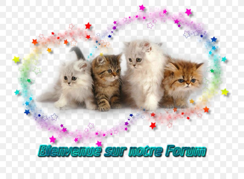 Persian Cat Kitten Siamese Cat Thai Cat Cat Play And Toys, PNG, 800x600px, Persian Cat, Balinese Cat, Black Cat, British Semi Longhair, Carnivoran Download Free