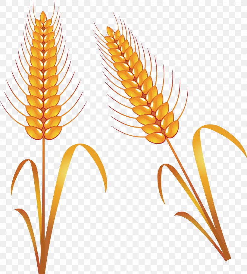 Rice, PNG, 1915x2124px, Common Wheat, Commodity, Drawing, Food, Grass Family Download Free