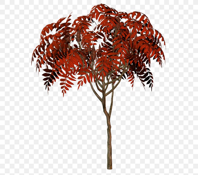 Twig Leaf, PNG, 600x727px, Twig, Branch, Leaf, Plant, Tree Download Free