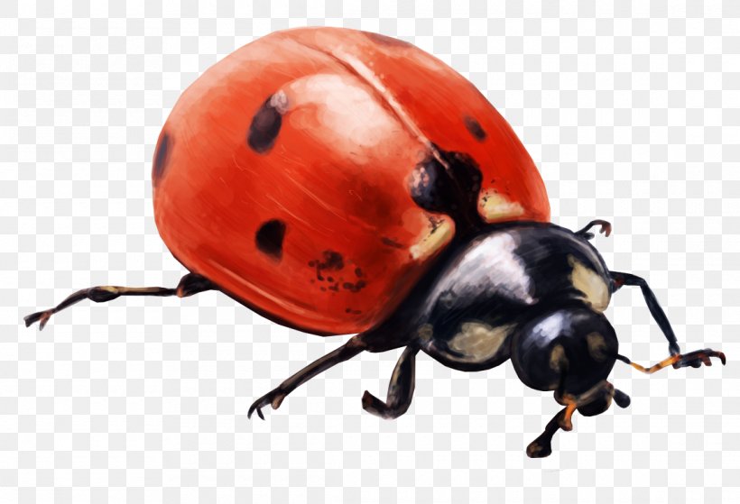 Ladybird Beetle Insect File Size Clip Art, PNG, 1140x778px, 2017, Ladybird Beetle, Arthropod, Beetle, Display Resolution Download Free