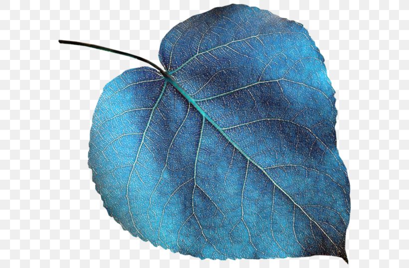 Leaf Green Color Turquoise Blue, PNG, 600x537px, Leaf, Blue, Butterfly, Cloud, Color Download Free