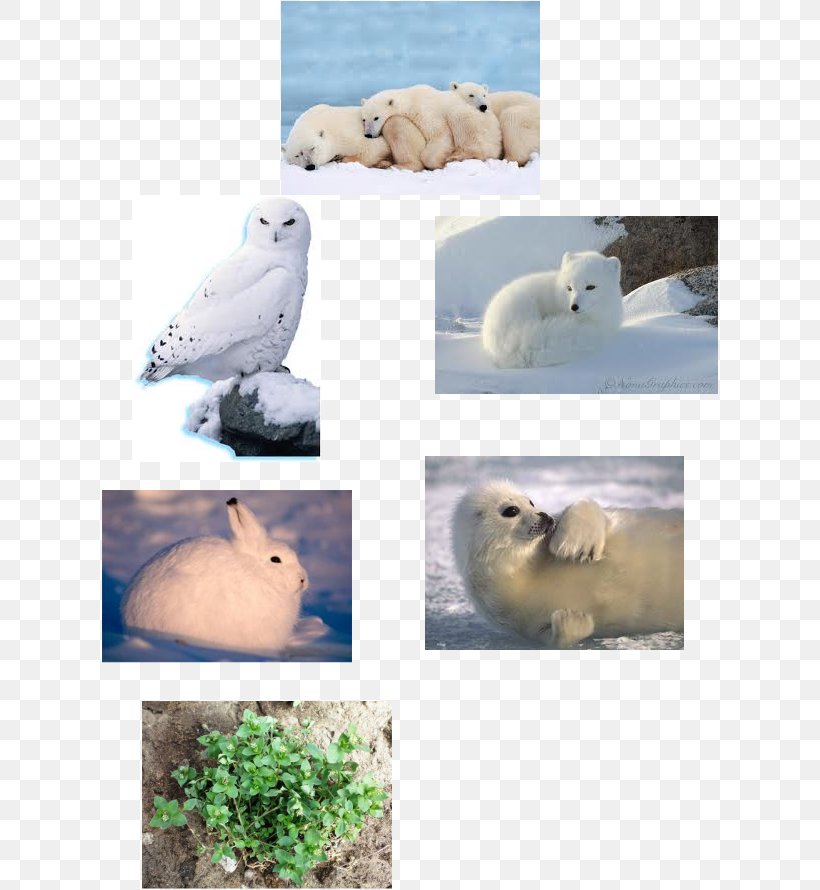 Polar Bear Polar Regions Of Earth Domino's Pizza Greeting & Note Cards, PNG, 618x890px, Polar Bear, Bear, Cuteness, Fauna, Grass Download Free