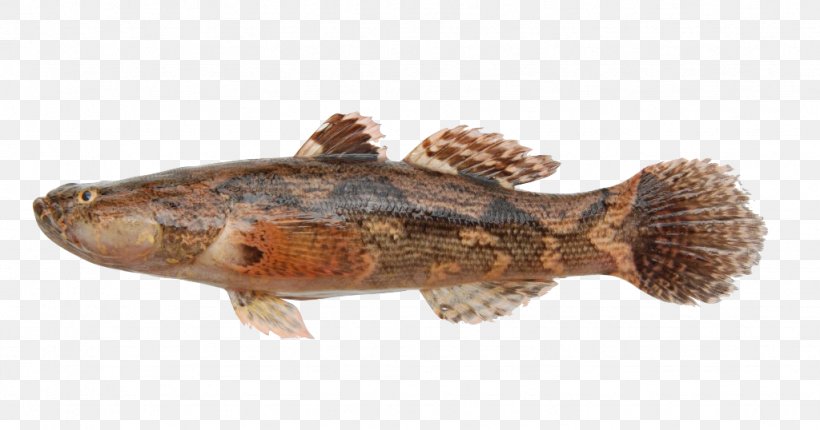 Tilapia Marble Goby Snakehead Murrel Fish, PNG, 1024x538px, Tilapia, Animal Source Foods, Aquarium, Aquariums, Black Carp Download Free