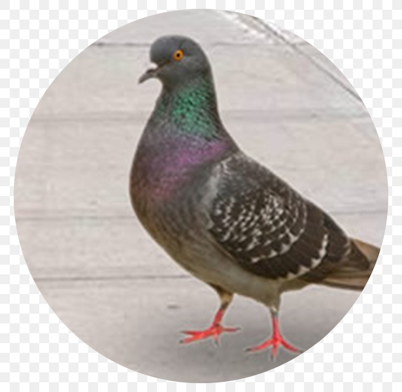 Bird Columbidae Domestic Pigeon Pest Control, PNG, 800x800px, Bird, Beak, Bird Control Spike, Bird Netting, Columbidae Download Free