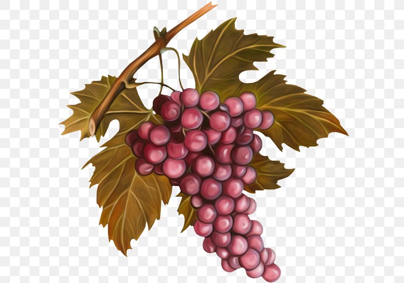 Grape Seed Oil Pit Wine Vignoble De Chablis, PNG, 600x574px, Grape, Almond, Berry, Branch, Flower Download Free