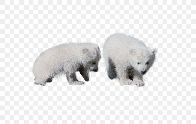 Polar Bear Cattle Pig Dog, PNG, 900x568px, Polar Bear, Animal, Bear, Canidae, Carnivoran Download Free