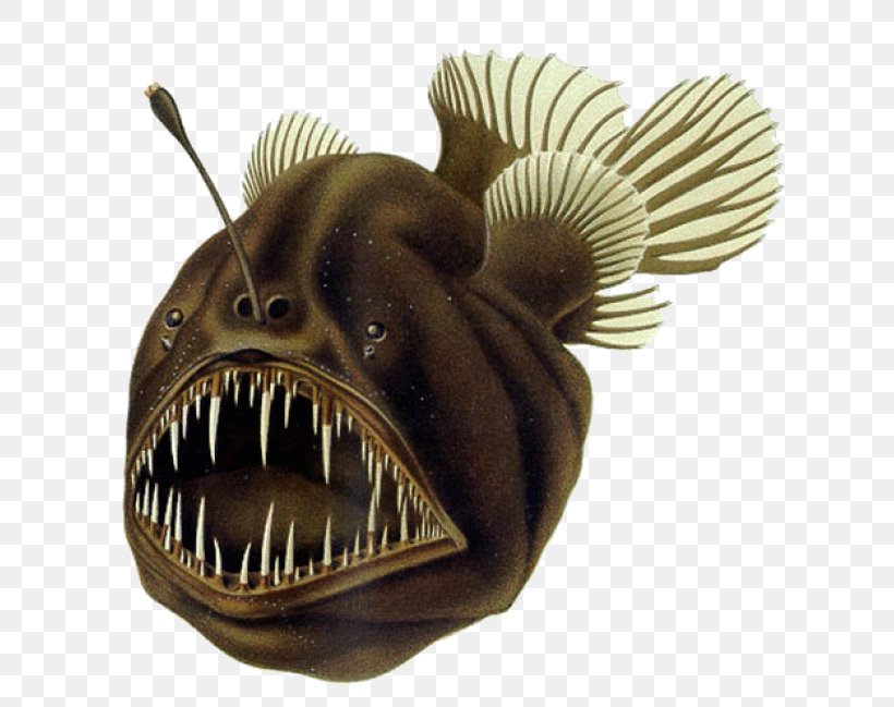 Black Seadevil Humpback Anglerfish Deep Sea Fish, PNG, 652x649px, Black Seadevil, Anglerfish, Bioluminescence, Deep Sea, Deep Sea Creature Download Free