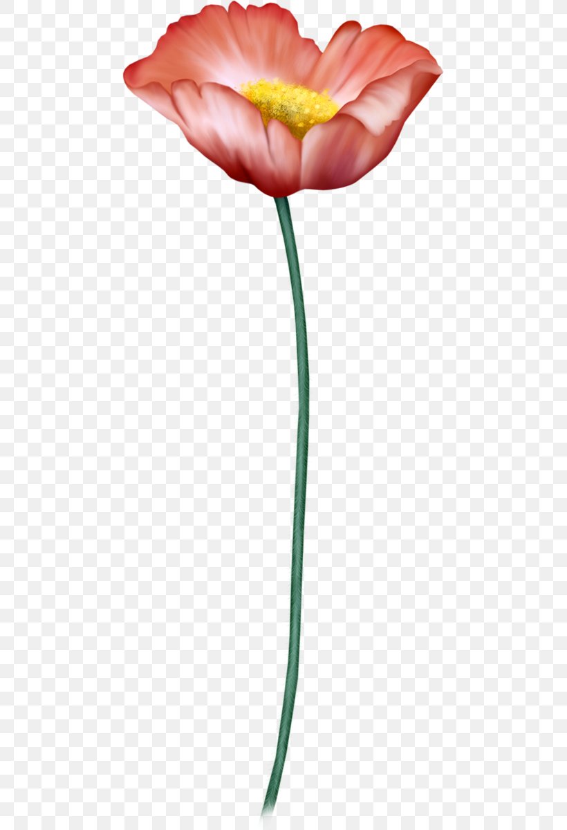 Garden Roses Tulip, PNG, 465x1200px, Garden Roses, Bird, Cut Flowers, Digital Image, Flower Download Free