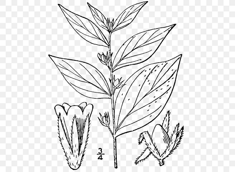 Lithospermum Latifolium Species Crinum Latifolium Plant, PNG, 493x600px, Lithospermum, Black And White, Borage, Borages, Branch Download Free