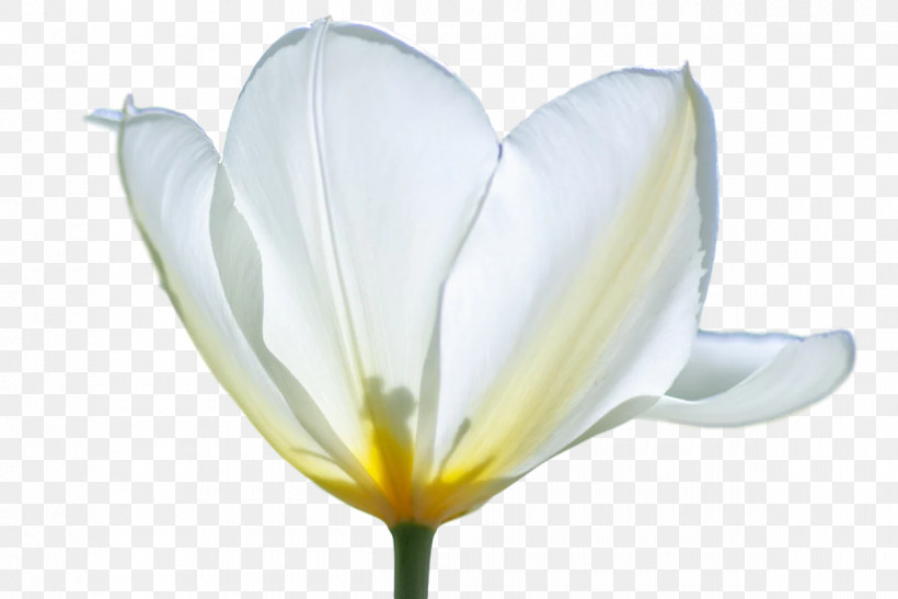 Plant Stem Tulip Lilies Petal Meter, PNG, 1200x801px, Plant Stem, Biology, Flower, Lilies, Lily Download Free