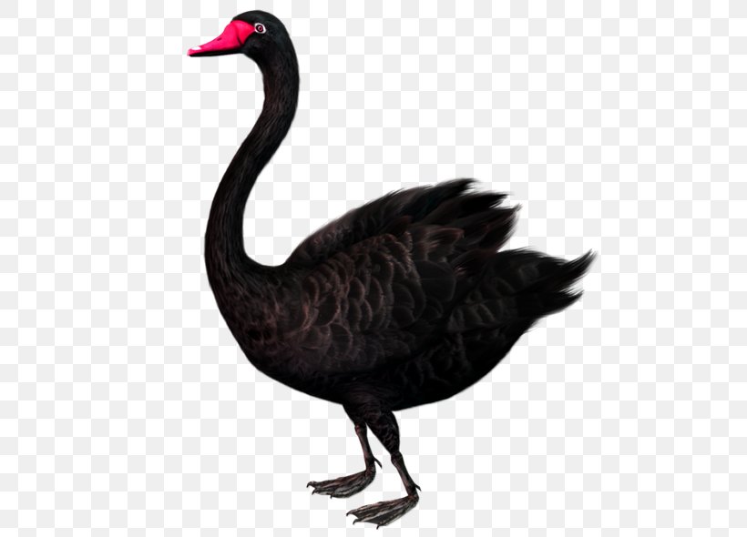 Black Swan Theory Clip Art, PNG, 600x590px, Black Swan, Beak, Bird, Black Swan Theory, Cygnini Download Free