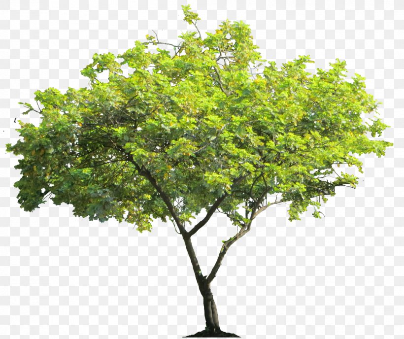 Cercis Siliquastrum Tree Shrub, PNG, 1044x876px, Cercis Siliquastrum, Branch, Gamma Correction, Information, Plant Download Free